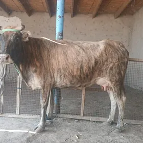 goleli