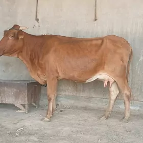 goleli