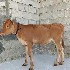 tüwe