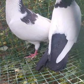 Kepderi