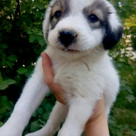 Щенок  мальчик