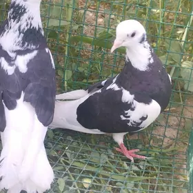 Kepderi
