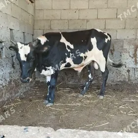 окуз