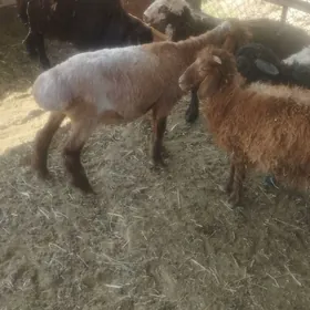 Goýun
