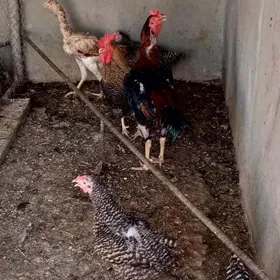 Taşkent