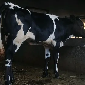 Gibrit tüwe