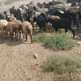 geçi