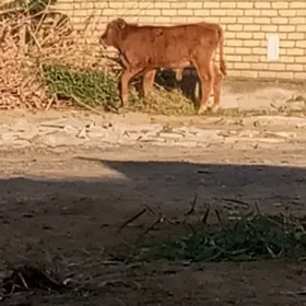 ökuz