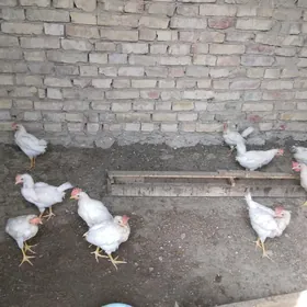 жуже