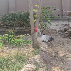 Paroda Horaz
