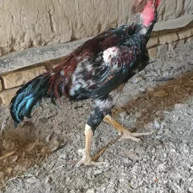 paroda towuk juyje horaz