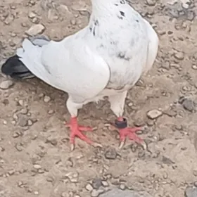 kepderi