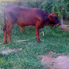 okuzce