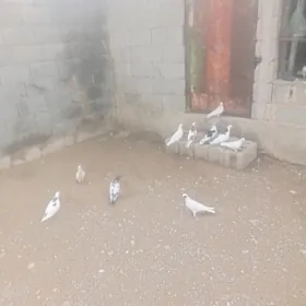 kepderi