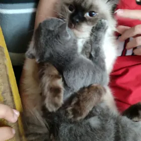 кошка
