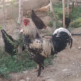 Towuk juyje Horaz