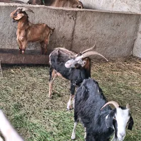 geçi