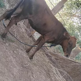 Gulajyn Gole