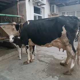 Galişteýin Goleli Sygyr