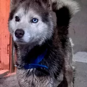 sibiriski haski