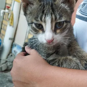 котенок
