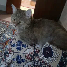 кошка