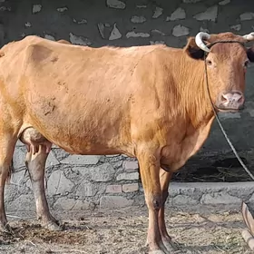 göleli sygyr