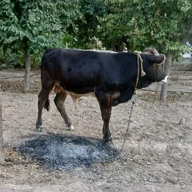 ÖKÜZ