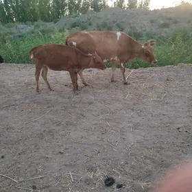 goleli sygyr