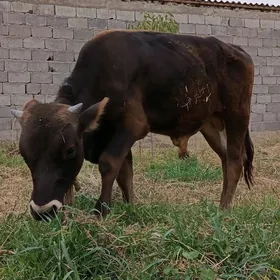 Göle
