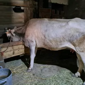sygyr