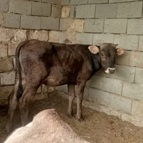 5 öküz