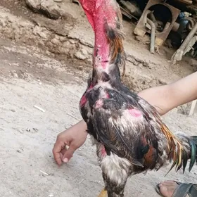 horaz