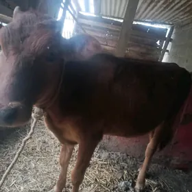 göle