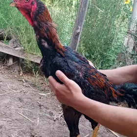 horaz