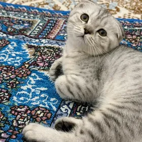 Pişik