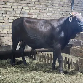 Семиз окуз