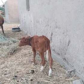 Голели сыгыр