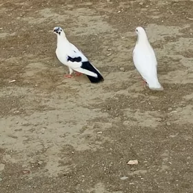 kepderi