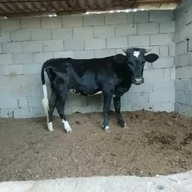 Tüwe