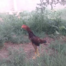 horaz towuk per