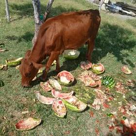 Göle