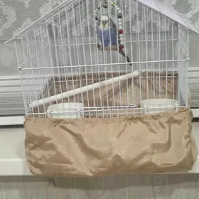 попугай