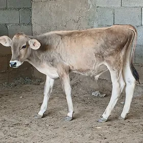 okuz tuwe