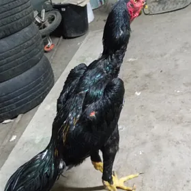 Horaz