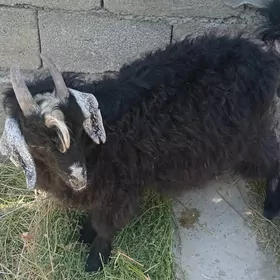 Bakylgy çewiş