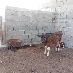 Öküzçe 6aýlyk