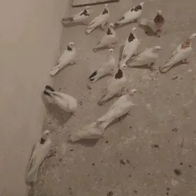 kepderi