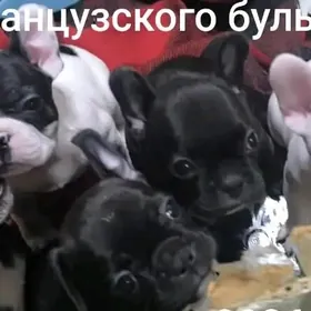 французский бульдог&gujuk
