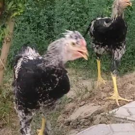 horaz